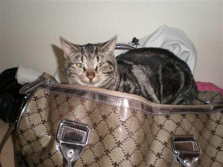 Huskat - Kiwi - Kiwi sover nogle underlige steder i: billede 14