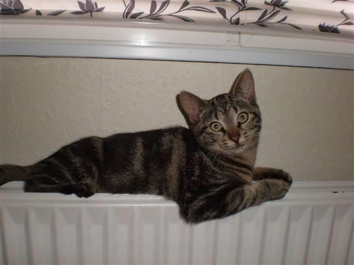 Huskat - Kiwi - Kiwi sover nogle underlige steder i: billede 15