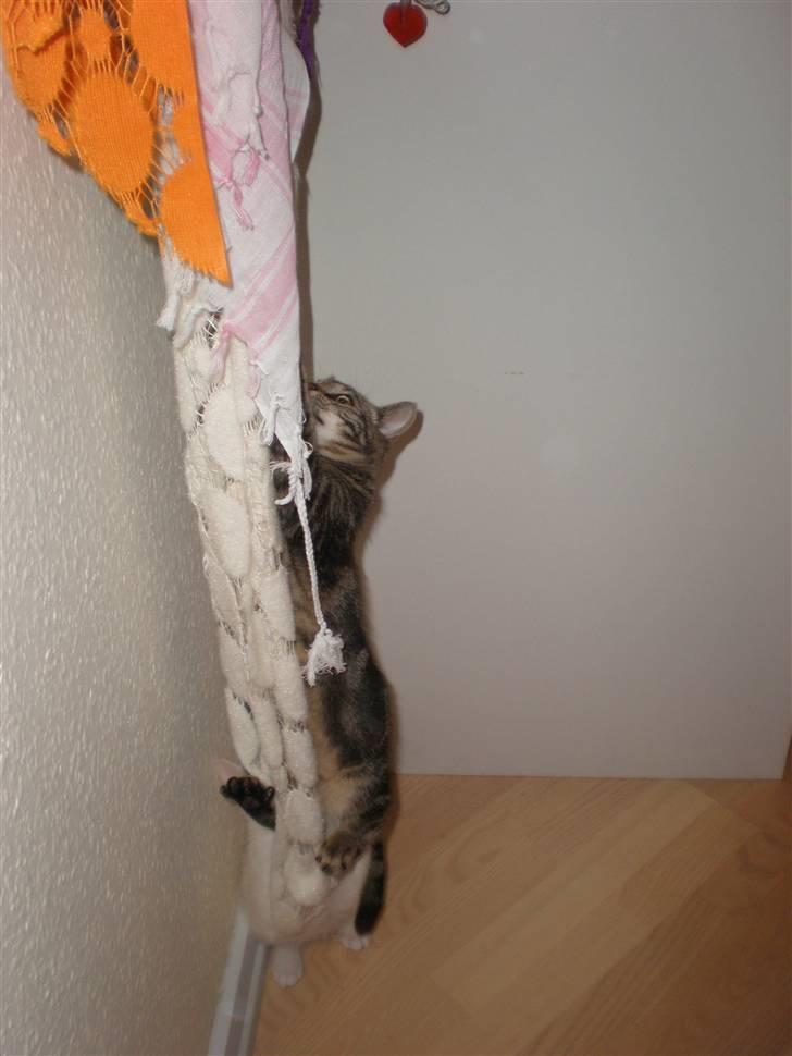 Huskat - Kiwi - GÅ AMOK :´D billede 16