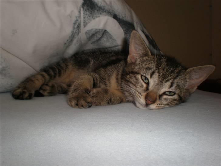 Huskat - Kiwi - Baaaaaby i: billede 17