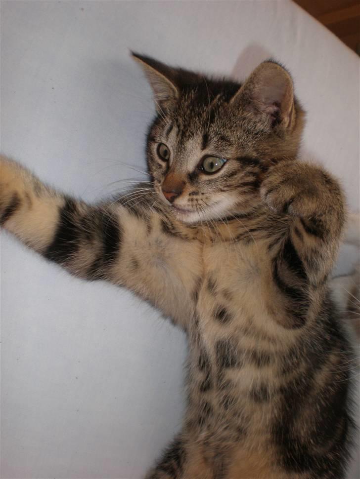 Huskat - Kiwi - Niiiiiiiiiiiiiinja :D  billede 18