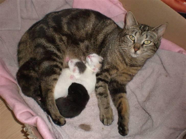 Huskat - Kiwi - Kiwi og hendes ny fødte killinger d. 15 maj 2010<3 billede 19