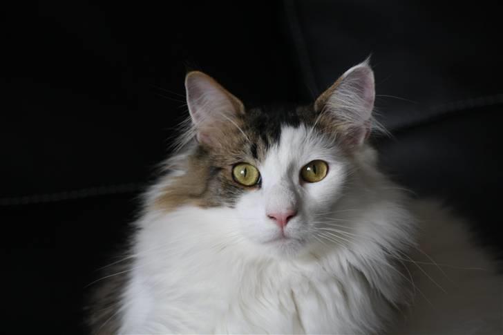 Norsk Skovkat KlanElliott´s Café Romano - Den lækre kattemand billede 3