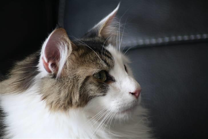 Norsk Skovkat KlanElliott´s Café Romano billede 2