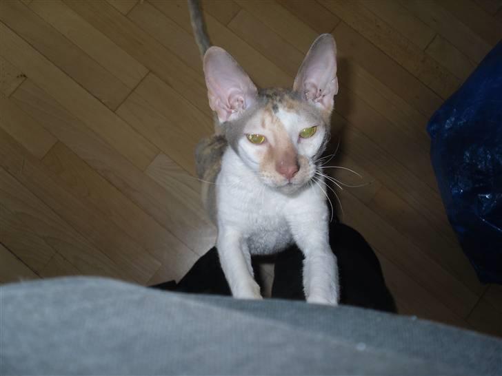 Cornish Rex Fogedegaarden's Afrodite - Forgedgårdens Afrodite - Madammen billede 4