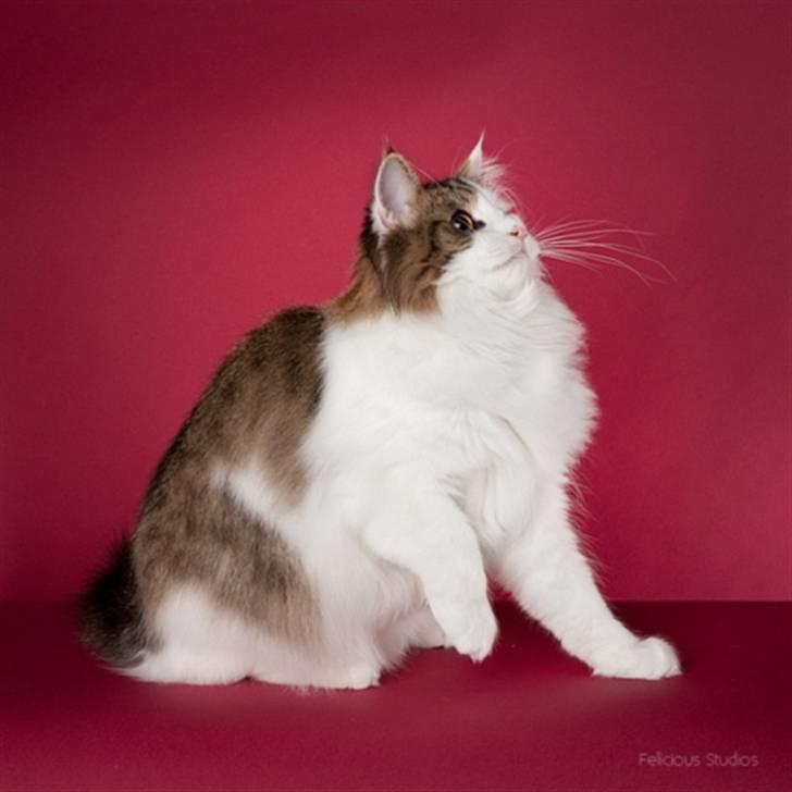 Norsk Skovkat KlanElliott´s Café Romano billede 5