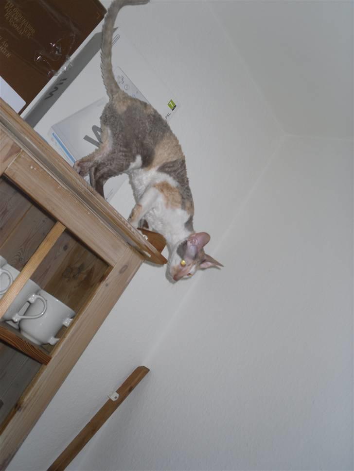 Cornish Rex Fogedegaarden's Afrodite - Forgedgårdens Afrodite - Madammen billede 5