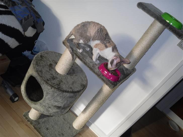 Cornish Rex Fogedegaarden's Afrodite - Forgedgårdens Afrodite - Madammen billede 6