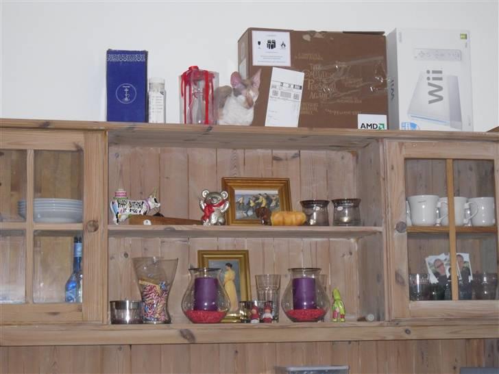 Cornish Rex Fogedegaarden's Afrodite - Forgedgårdens Afrodite - Madammen billede 7