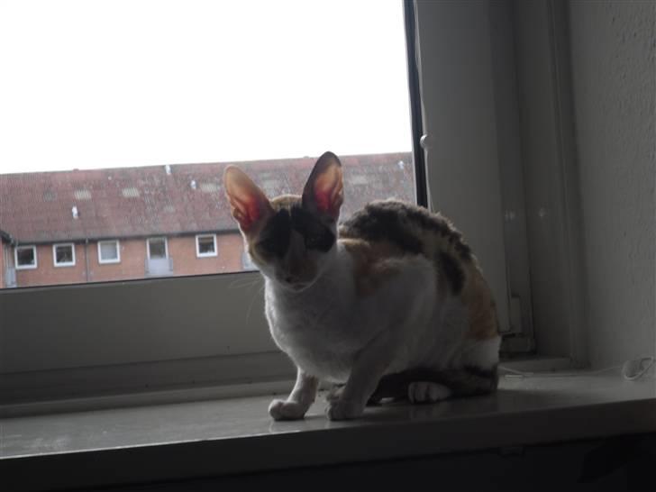 Cornish Rex Fogedegaarden's Bibi - Fogedgårdens Bibi - Princess billede 2