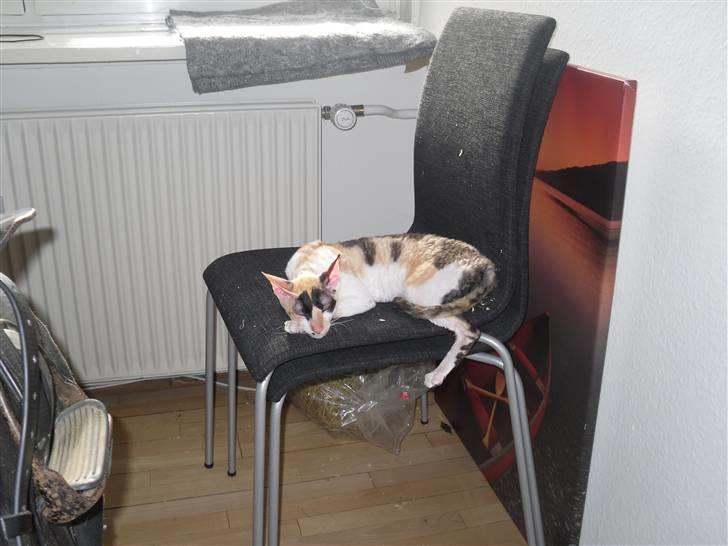 Cornish Rex Fogedegaarden's Bibi - Fogedgårdens Bibi - Princess billede 3