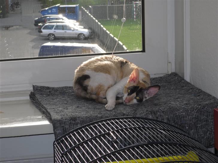 Cornish Rex Fogedegaarden's Bibi - Fogedgårdens Bibi - Princess billede 4