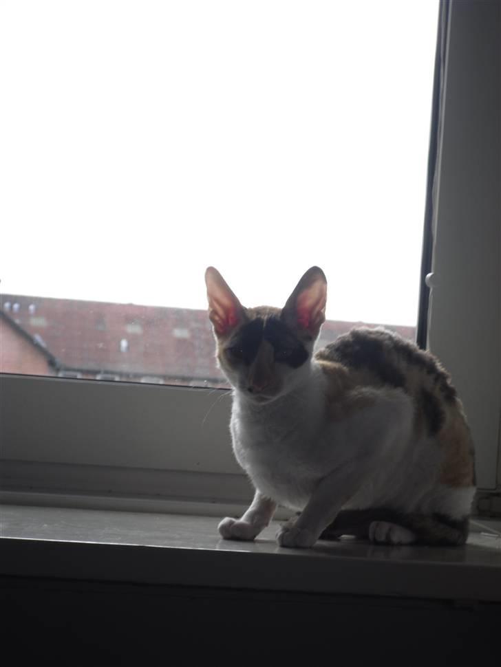 Cornish Rex Fogedegaarden's Bibi - Fogedgårdens Bibi - Princess billede 7