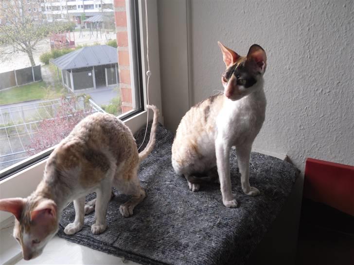 Cornish Rex Fogedegaarden's Bibi - Fogedgårdens Bibi - Princess & Fogedgårdens Afrodite - Madammen billede 5