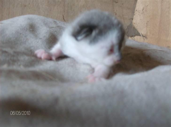 Huskat Thor Død d 4-1-2011 billede 2