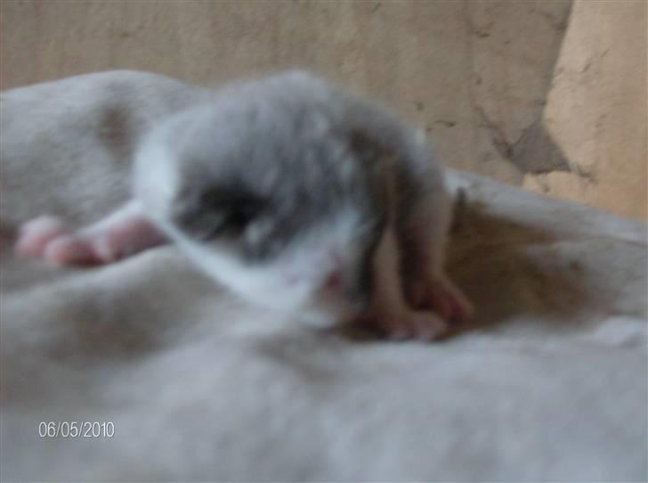 Huskat Thor Død d 4-1-2011 billede 3