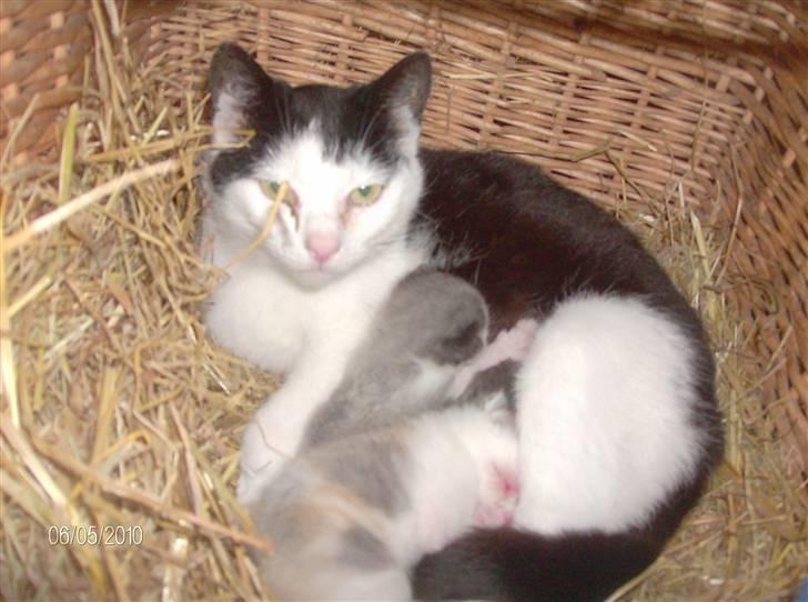 Huskat Thor Død d 4-1-2011 billede 4