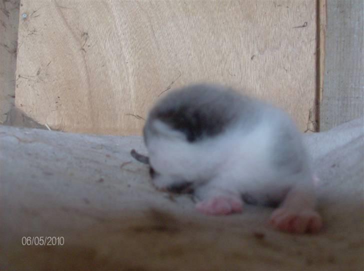 Huskat Thor Død d 4-1-2011 billede 5