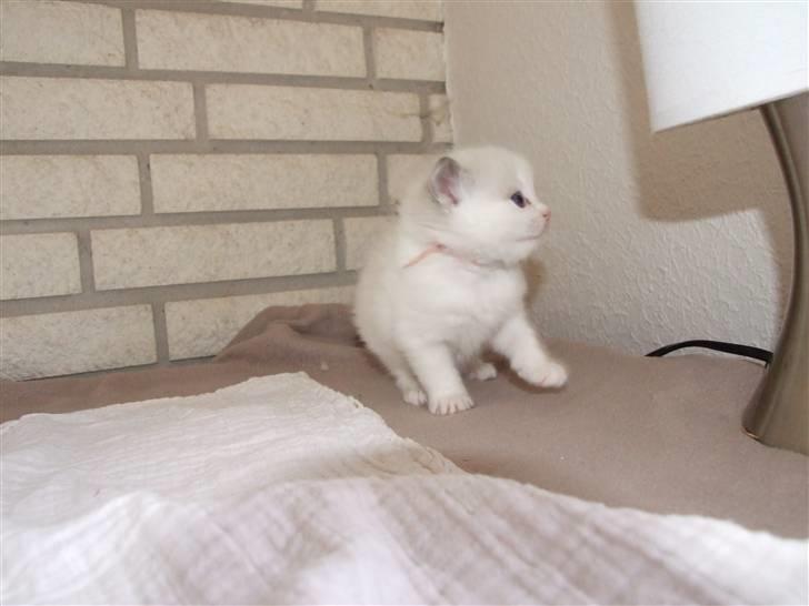 Ragdoll DK Vandoll Eternal Enya billede 6