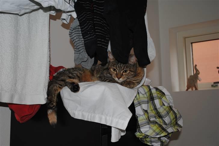 Blanding af racer Müsli billede 16