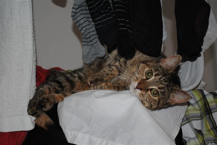 Blanding af racer Müsli billede 17