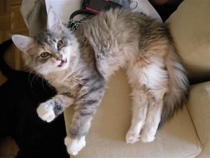 Maine Coon Celina *RIP* billede 2