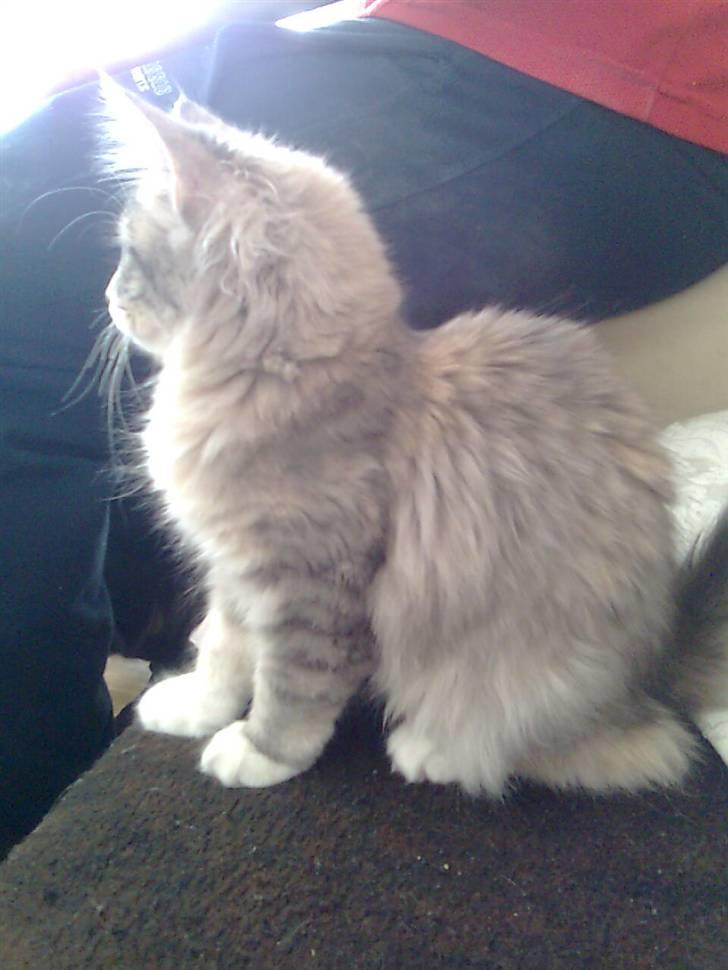 Maine Coon Celina *RIP* billede 3