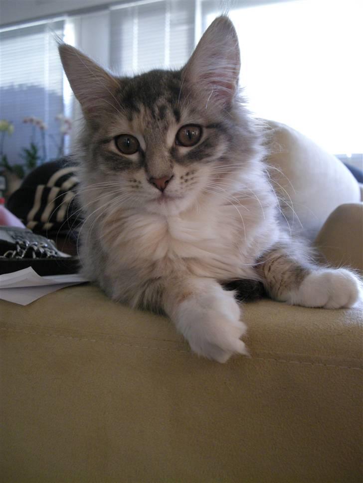 Maine Coon Celina *RIP* billede 4