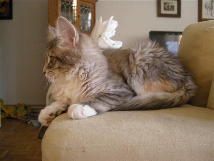 Maine Coon Celina *RIP* billede 5
