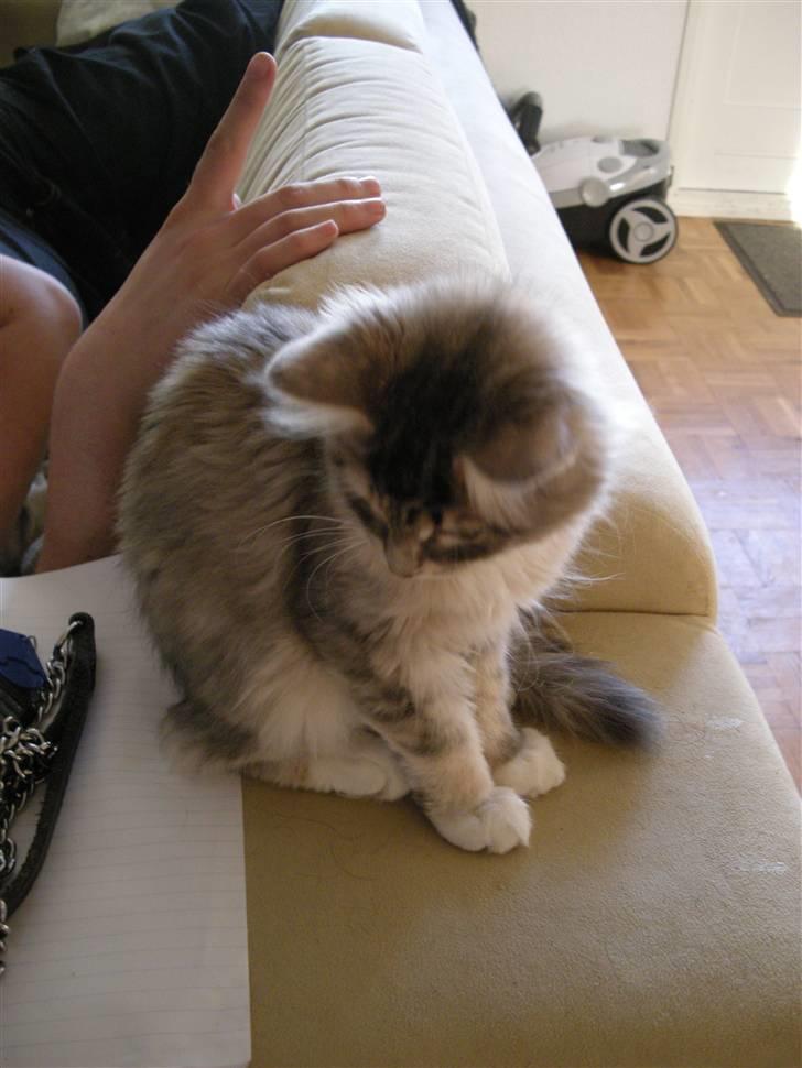 Maine Coon Celina *RIP* billede 6