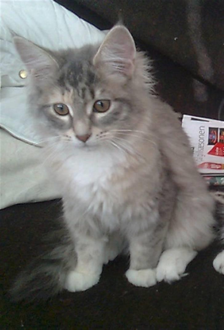 Maine Coon Celina *RIP* billede 7