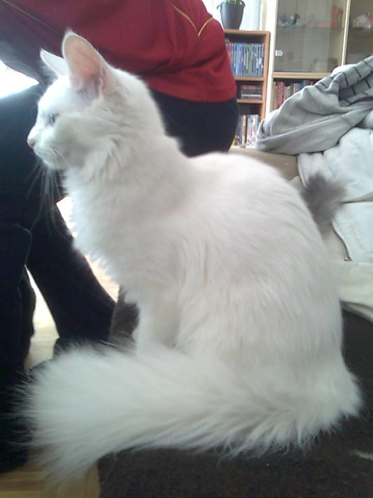 Maine Coon Sapphira *RIP* billede 10