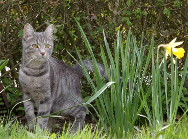 Huskat Bov billede 13