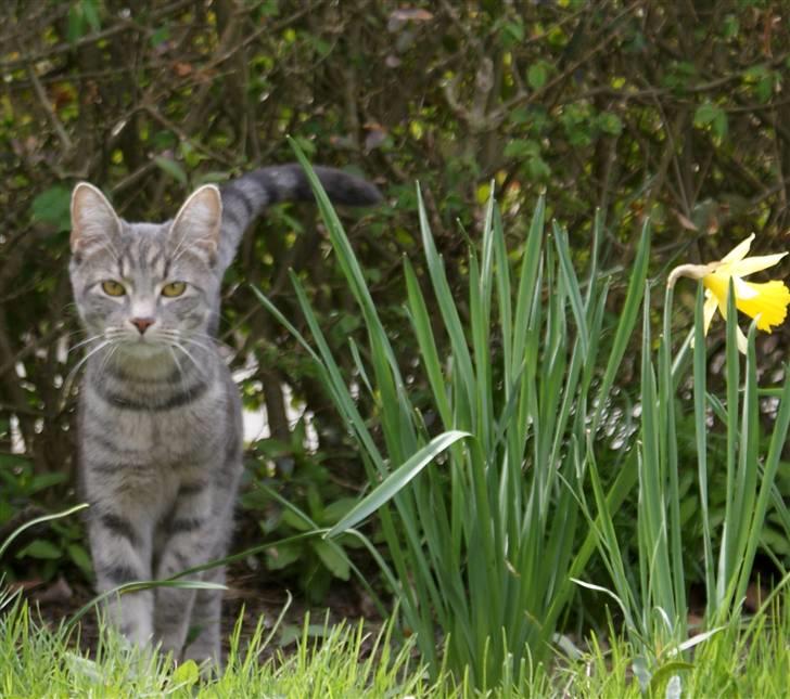 Huskat Bov billede 14