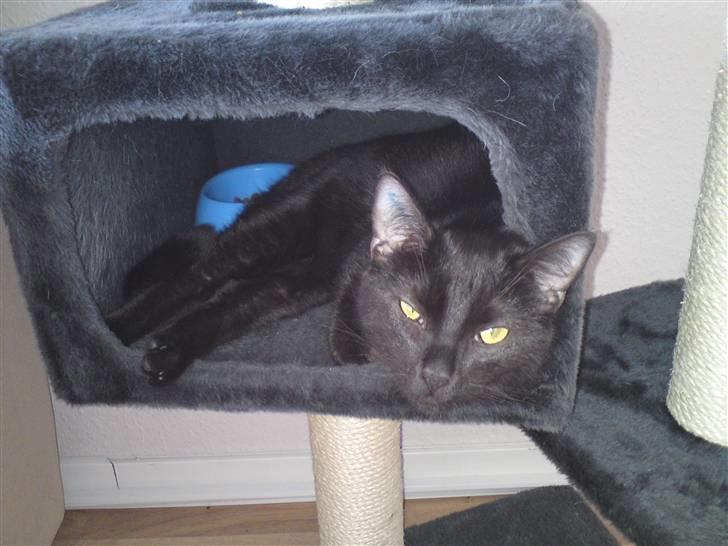 Huskat Precius - Velkommen til min profil, kom bare ind i min hule :) billede 1