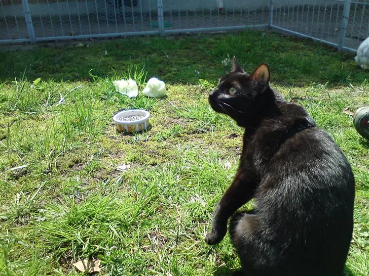 Huskat Precius - Første gang han var ude i vores hunde/kanin/katte bur  billede 2