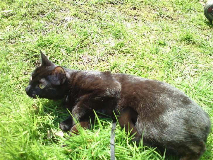 Huskat Precius - Han er på vagt men alligevel ligger han og brummer  billede 3