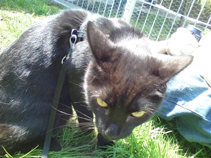 Huskat Precius - Umm græs billede 4