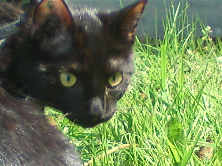 Huskat Precius - Mors fine misser billede 5