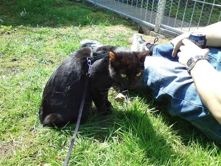 Huskat Precius - Sider lige og kigger på hvad kaninen laver billede 6