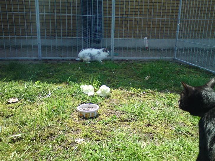 Huskat Precius - Hov nu  er kaninen der over..  billede 7