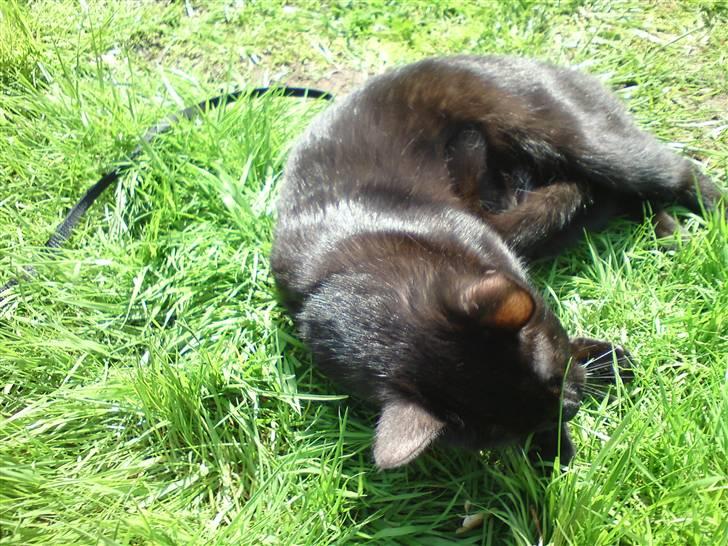 Huskat Precius - Tak fordi i kiggede, nu vil jeg sove :)  billede 8