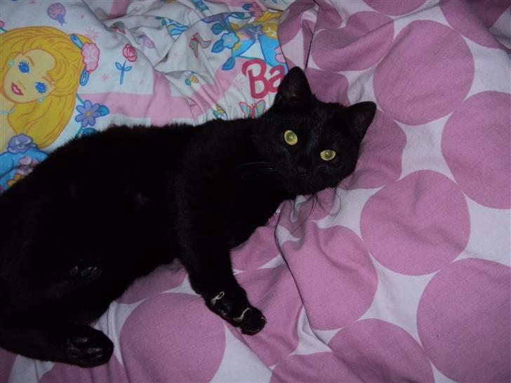 Huskat Newton R.I.P - Hygge på fars dyne (: billede 7