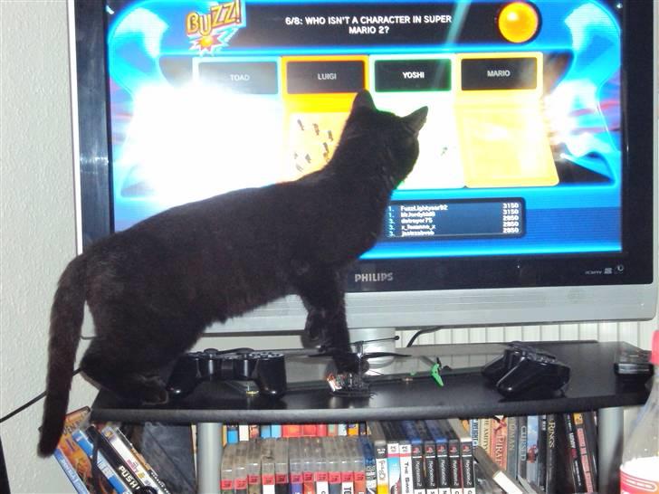 Huskat Newton R.I.P - newton hjælper med at spille BUZZ på playstation home (: billede 9