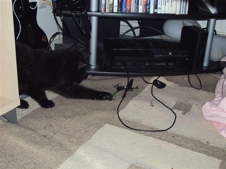 Huskat Newton R.I.P - Newton leger med en legetøjs helikopter (: billede 10