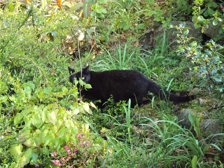 Huskat Newton R.I.P - newton er ude for første gang hjemme hos os (: billede 11