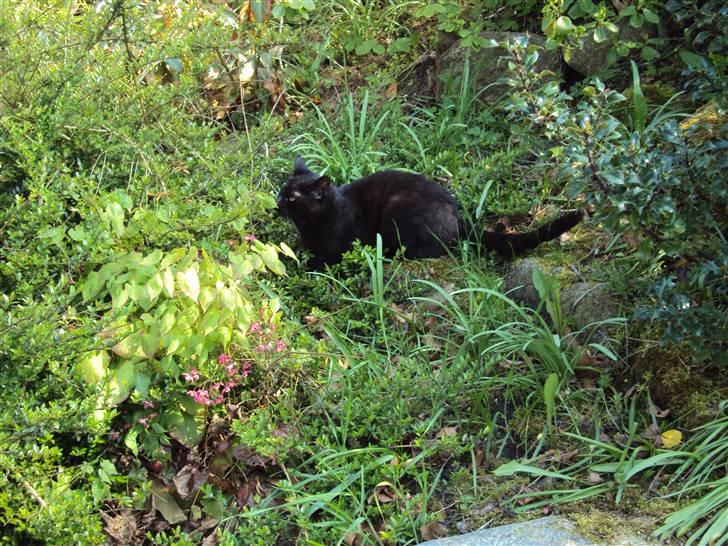 Huskat Newton R.I.P billede 12