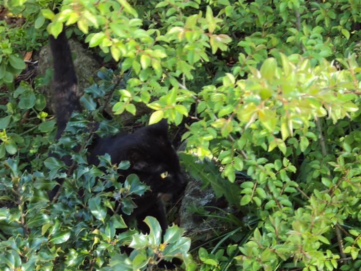 Huskat Newton R.I.P billede 13