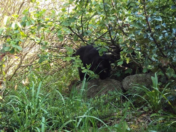 Huskat Newton R.I.P billede 14