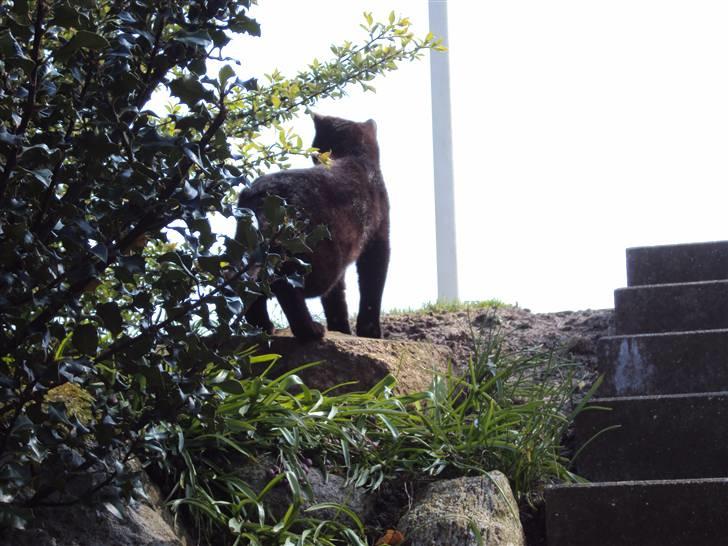 Huskat Newton R.I.P billede 15